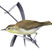 Swainson's Warbler